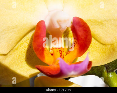 Detail einer Orchidee. Makrofotografie der Blume, Pastellfarben, florales Motiv. Zarte Hintergrund. Stockfoto