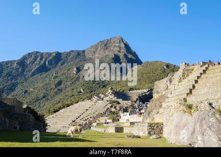 Terrassen und Machupicchu Berg an großartigen archäologischen Stätte Machu Picchu in Peru Stockfoto