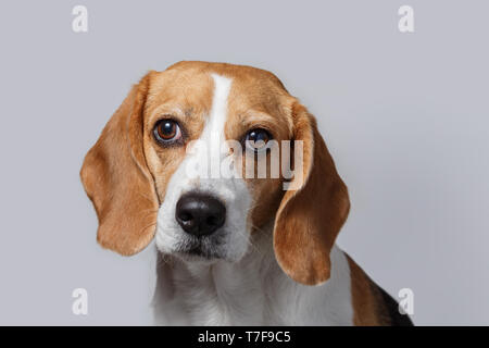Nahaufnahme von Beagle Kopf gegen den weißen Hintergrund. Stockfoto