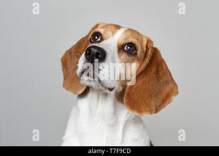 Nahaufnahme von Beagle Kopf gegen den weißen Hintergrund. Stockfoto