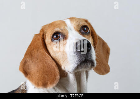 Nahaufnahme von Beagle Kopf gegen den weißen Hintergrund. Stockfoto