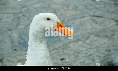 Süße weiße Ente Portrait auf Rock Hintergrund Stockfoto