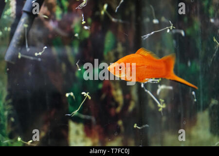 Molly Fische im Aquarium Nahaufnahme Stockfoto