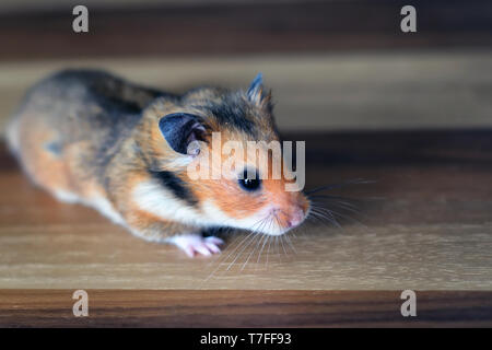 Gonzales hamster Nähe zu sehen. Stockfoto