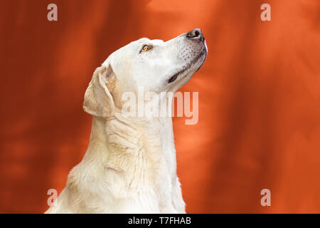 Blonde Labrador suchen close up Stockfoto