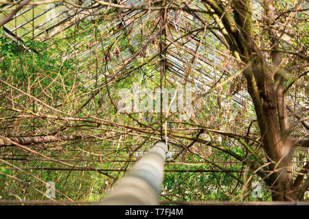 Alten, verlassenen Gewächshaus. Post-apokalyptischen Klima. Gewächshaus mit Büschen und Feder Waldeshöhen Stockfoto