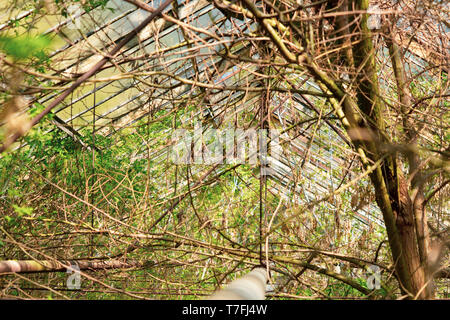 Alten, verlassenen Gewächshaus. Post-apokalyptischen Klima. Gewächshaus mit Büschen und Feder Waldeshöhen Stockfoto