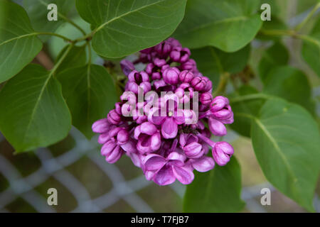 Flieder, Syringa vulgaris, Lila Blume Nahaufnahme auf einem verschwommenen Hintergrund. Cluster auf Brunch mit Blättern. Stockfoto