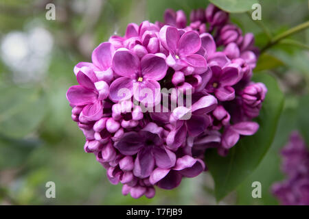 Flieder (Syringa vulgaris ensation', Syringa vulgaris Sensation), Sorte. Bündel von lila Blüten Nahaufnahme. Stockfoto