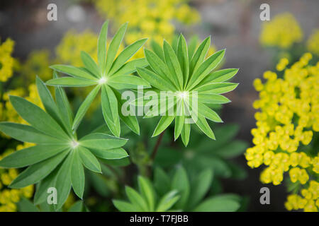 Drei rosettenform Blätter und kleine Blüten gelb. Blick von oben. Zusammensetzung der Pflanzen im Garten. Garten Hintergrund. Schattierungen von Grün. Stockfoto