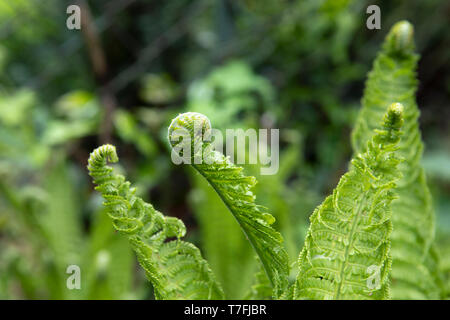 Schießt der jungen Farne Hautnah. Fiddlehead, Wedel entfaltet. Matteuccia struthiopteris. Feder. Stockfoto