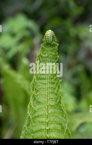 Junge einzelne Farn Blatt Hautnah. Fiddlehead, Wedel entfaltet. Matteuccia struthiopteris. Feder. Vertikale Komposition. Stockfoto