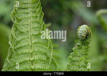 Junger Farn Hautnah. Fiddlehead, Wedel entfaltet. Matteuccia struthiopteris. Feder. Stockfoto