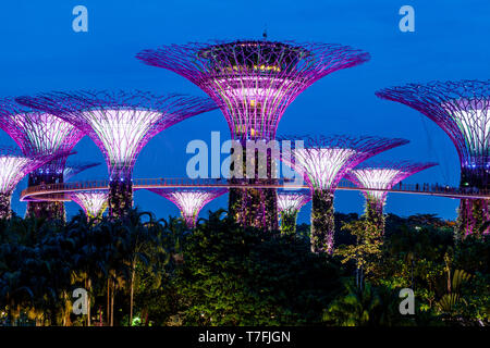 Supertree Grove an den Gärten an der Bucht Natur Park, Singapur, Südostasien Stockfoto