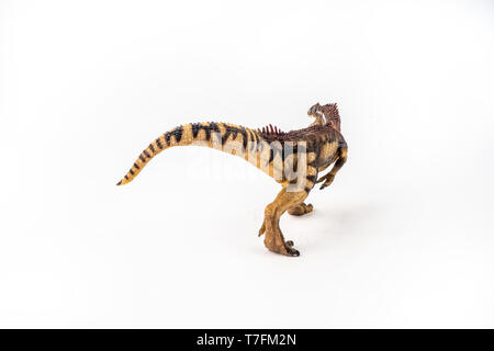 Allosaurus Dinosaurier, auf weißem Hintergrund. Stockfoto
