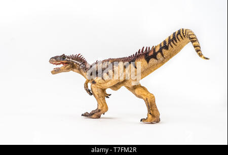 Allosaurus Dinosaurier, auf weißem Hintergrund. Stockfoto