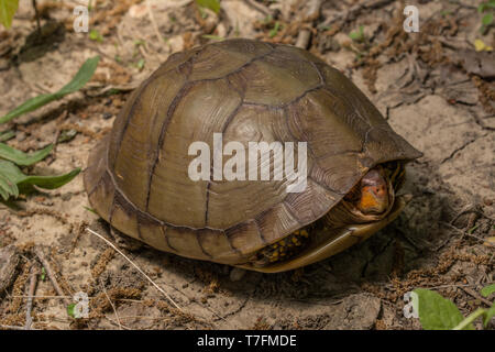 Einen erwachsenen Mann drei-toed Box Turtle (Terrapene Carolina triungis) von Chatauqua County, Kansas, USA. Stockfoto