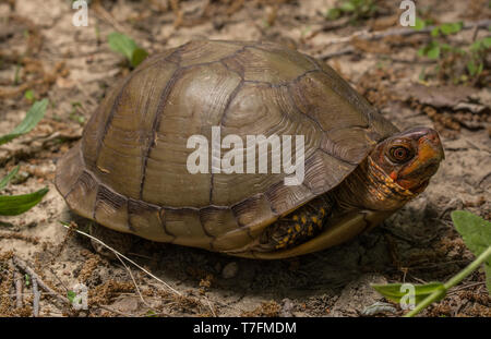 Einen erwachsenen Mann drei-toed Box Turtle (Terrapene Carolina triungis) von Chatauqua County, Kansas, USA. Stockfoto