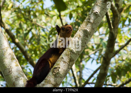 Indische Riese Eichhörnchen oder Malabar Riese Eichhörnchen, Ratufa Indica, Dandeli Nationalpark, Karnataka, Dandeli. Stockfoto