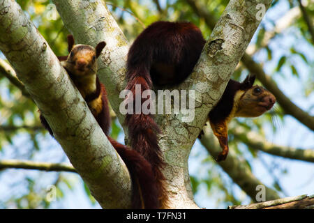 Indische Riese Eichhörnchen oder Malabar Riese Eichhörnchen, Ratufa Indica, Dandeli Nationalpark, Karnataka, Dandeli. Stockfoto