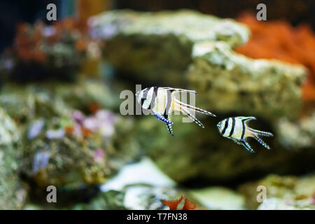 Banggai cardinalfish, Kardinäle, Ansicht schließen. Stockfoto