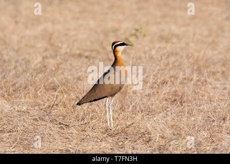 Indische Renner, Cursorius coromandelicus, Tierwelt des Saswad, Maharashtra. Stockfoto