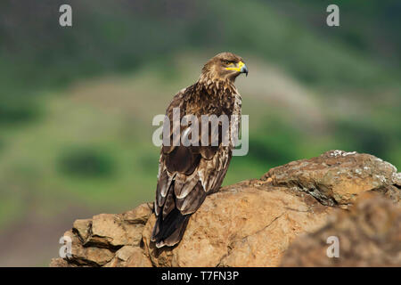 Tawny eagle, Aquila rapax, Saswad, Maharashtra, Indien. Stockfoto