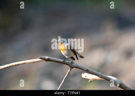 Red-throated, Ficedula parva, Sinhagad, Maharashtra, Indien. Stockfoto