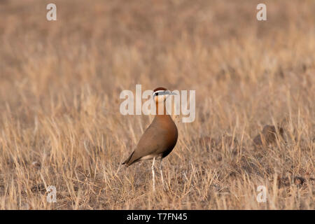 Indische Renner, Cursorius coromandelicus, Saswad, Maharastra, Indien. Stockfoto