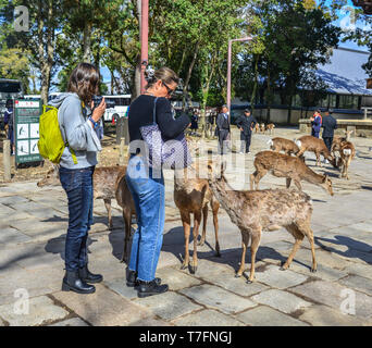 Nara, Japan - Apr 10, 2019. Personen, die mit der Heiligen Rehe am sonnigen Tag in Nara, Japan. Stockfoto