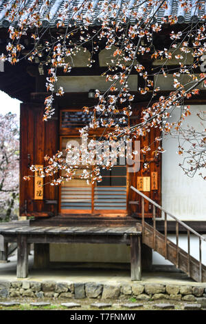 Nara, Japan - Apr 10, 2019. Cherry Blumen mit alten Gebäude in Nara, Japan. Nara ist die alte Hauptstadt von Japan, mit einer Menge von Erbschaften. Stockfoto