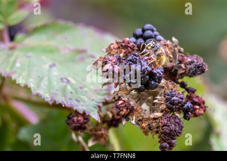 Wasp essen eine wilde Himbeere auf der Nähe zu sehen. Eine erstaunliche Hintergrund der Chilenischen Wild life in Patagonien, Süden von Chile, tolle Natur, Leben Stockfoto