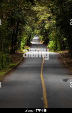 Eine erstaunliche Fantasie Landschaft in Patagonien Wald, eine Straße, die tief in den Wald ein erstaunliches Baum Tunnel auf einer atemberaubenden Naturkulisse Stockfoto