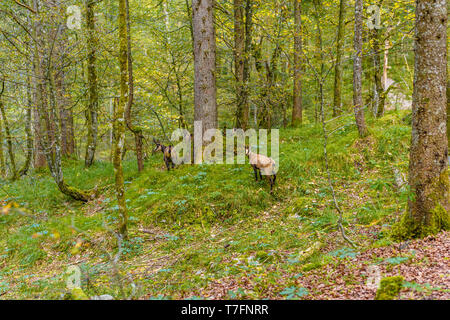 Gemsen im Wald in der Nähe von Königssee, Konigsee, Nationalpark Berchtesgaden, Bayern, Deutschland Stockfoto