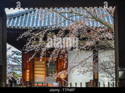 Nara, Japan - Apr 10, 2019. Cherry Blumen mit alten Gebäude in Nara, Japan. Nara ist die alte Hauptstadt von Japan, mit einer Menge von Erbschaften. Stockfoto