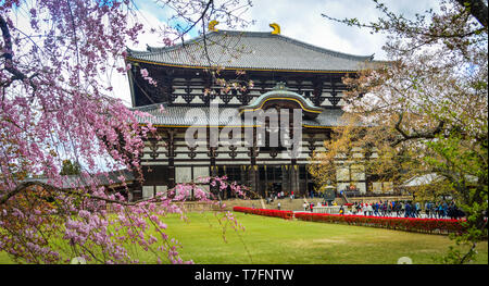 Nara, Japan - Apr 10, 2019. Alte buddhistische Tempel Todai-ji mit Cherry Blossom in Nara, Japan. Stockfoto