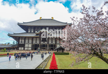 Nara, Japan - Apr 10, 2019. Alte buddhistische Tempel Todai-ji mit Cherry Blossom in Nara, Japan. Stockfoto