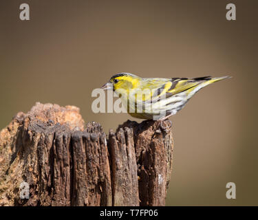 Siskin thront auf einem hölzernen Pfosten Stockfoto