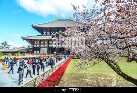 Nara, Japan - Apr 10, 2019. Alte buddhistische Tempel Todai-ji mit Cherry Blossom in Nara, Japan. Stockfoto