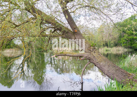 Eine Esche baum entwurzelt und Während der Sturm neben einem kleinen See im ländlichen Norfolk durchgebrannt Stockfoto