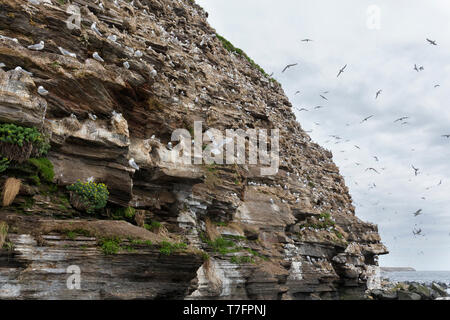 Schwarz-legged Kittiwake (Rissa Tridactyla), Kolonie auf einer Klippe Stockfoto