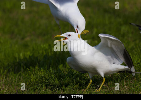 Mew Gull (Larus Canus), Erwachsene kämpfen für Essen Stockfoto