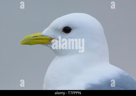 Mew Gull (Larus Canus), Erwachsene Nahaufnahme Stockfoto