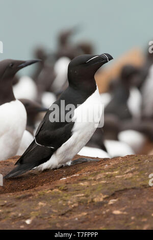 Tordalk (Alca Torda), Erwachsene stehen auf dem Boden Stockfoto