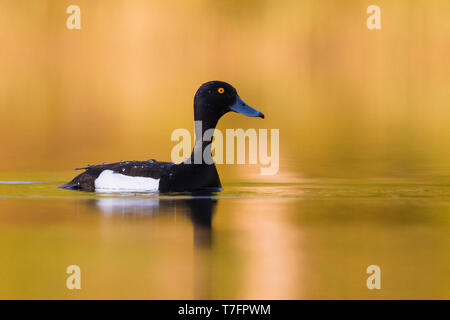 Reiherenten (Aythya Fuligula), Männchen Schwimmen im Wasser mit goldenen Reflexen Stockfoto