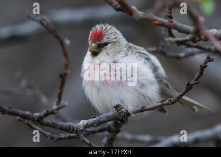 Arktis Redpoll (Acanthis Hornemanni), thront Erwachsenen auf einem Ast Stockfoto