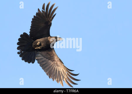 Rabe (Corvux Corax Hispanus), einzelne im Flug Stockfoto