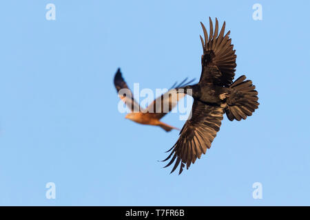 Rabe (Corvux Corax Hispanus), einzelne im Flug Stockfoto