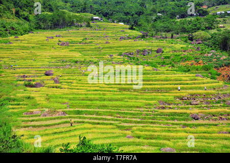 Pu Luong Reisterrassen. Stockfoto