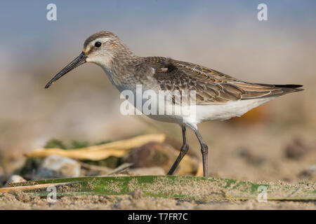 Sichelstrandläufer (Calidris Ferruginea), juvenile am Boden stehend Stockfoto